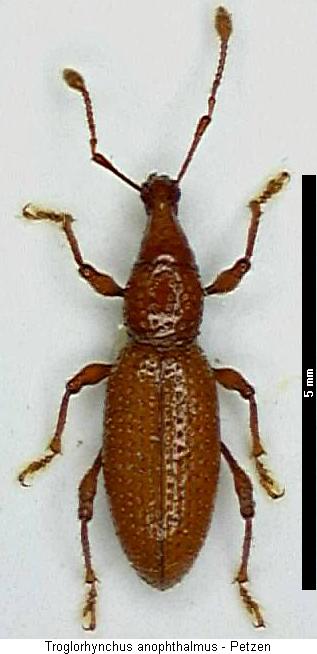 troglorhynchus_anophthalmus_hab.jpg