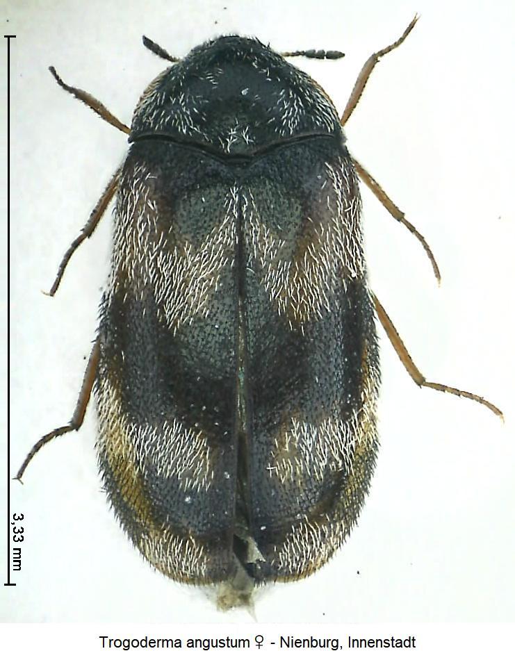 trogoderma_angustum_hab.jpg