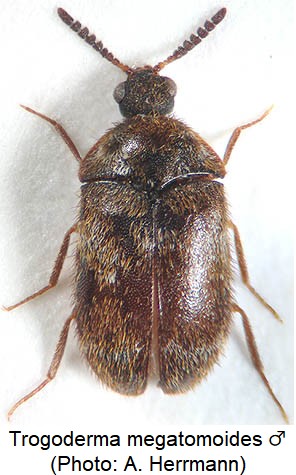 trogoderma_megatomoides_m_hab.jpg