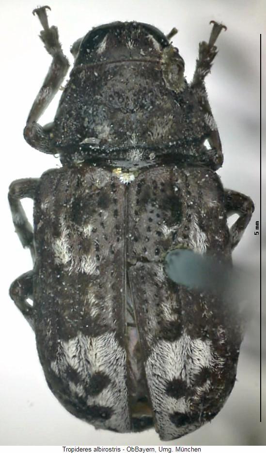 tropideres_albirostris_hab.jpg