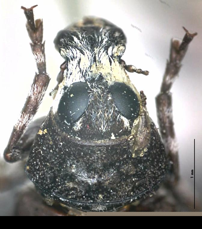tropideres_albirostris_vk.jpg