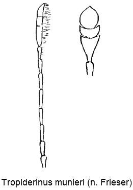 tropiderinus_munieri_f.jpg