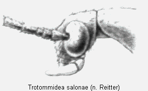 trotommidea_salonae_k.gif
