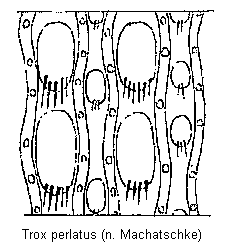 trox_perlatus_os.gif