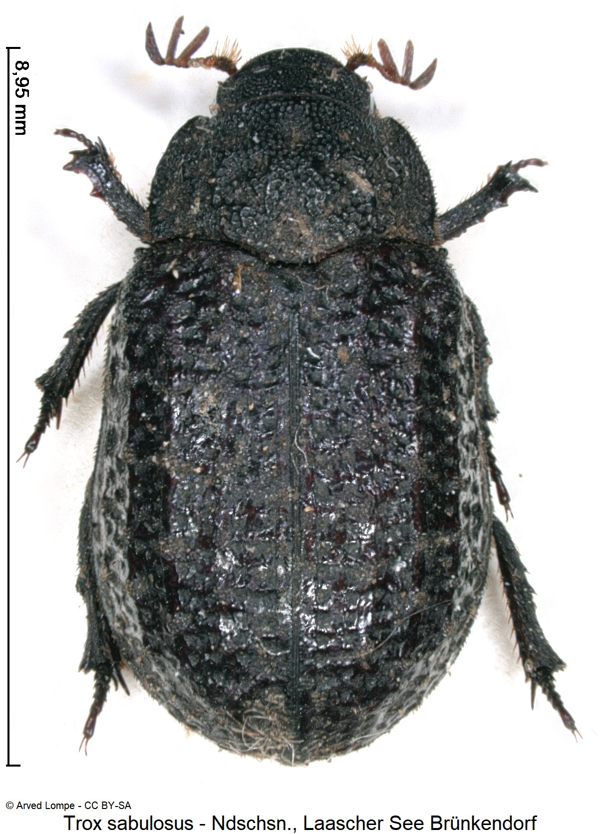 trox_sabulosus_ck10310_hab.jpg