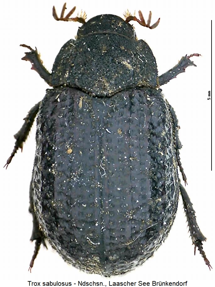 trox_sabulosus_hab.jpg
