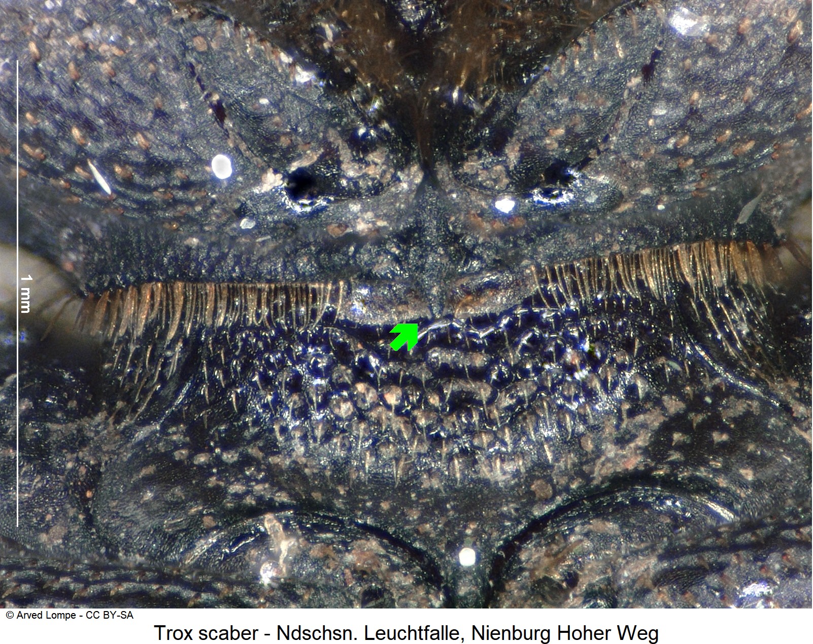 trox_scaber_ck36043304_vbr.jpg