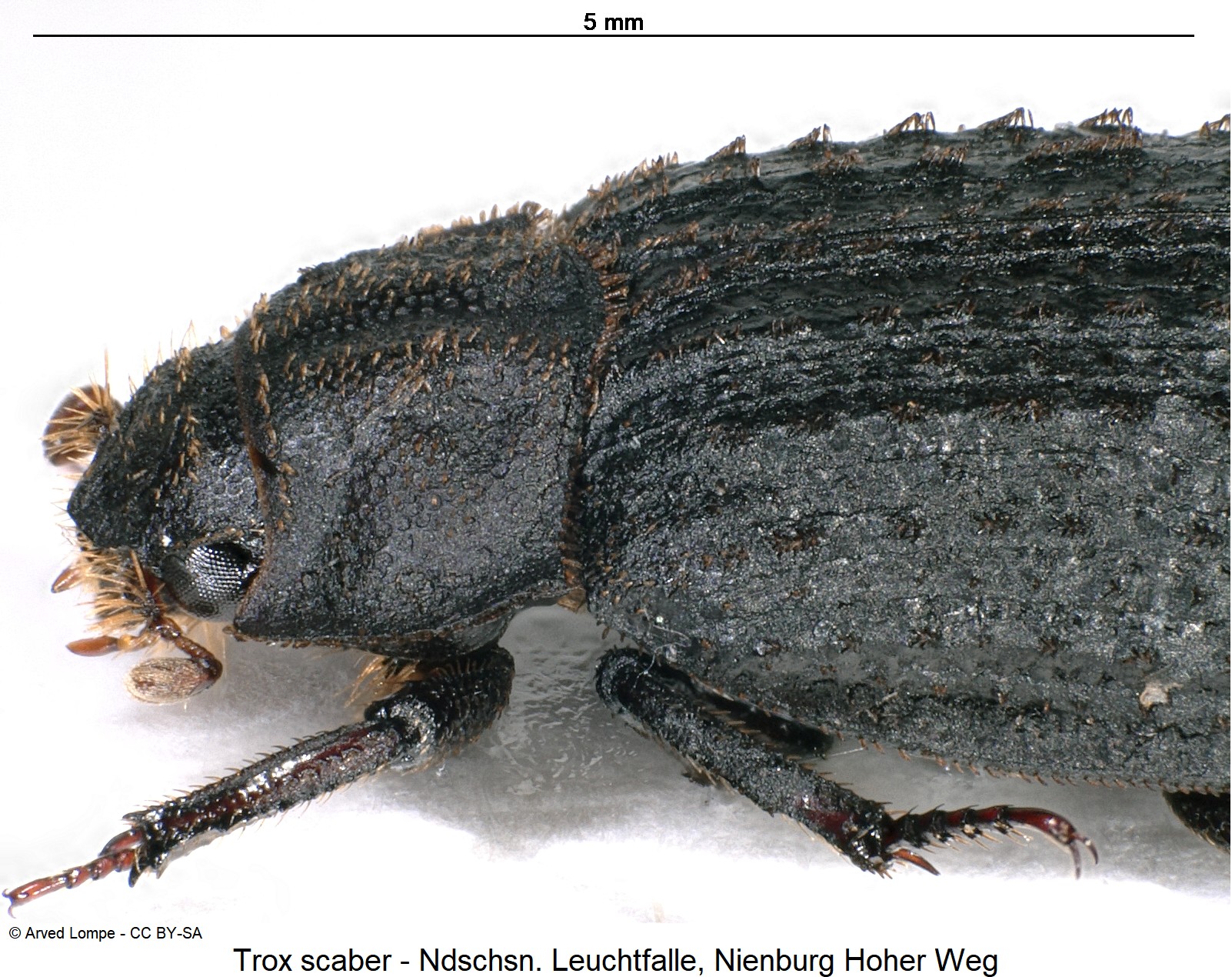 trox_scaber_ck36206748_sa.jpg