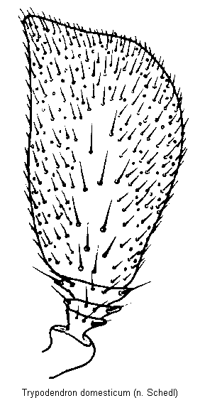 trypodendron_domesticum_f.gif