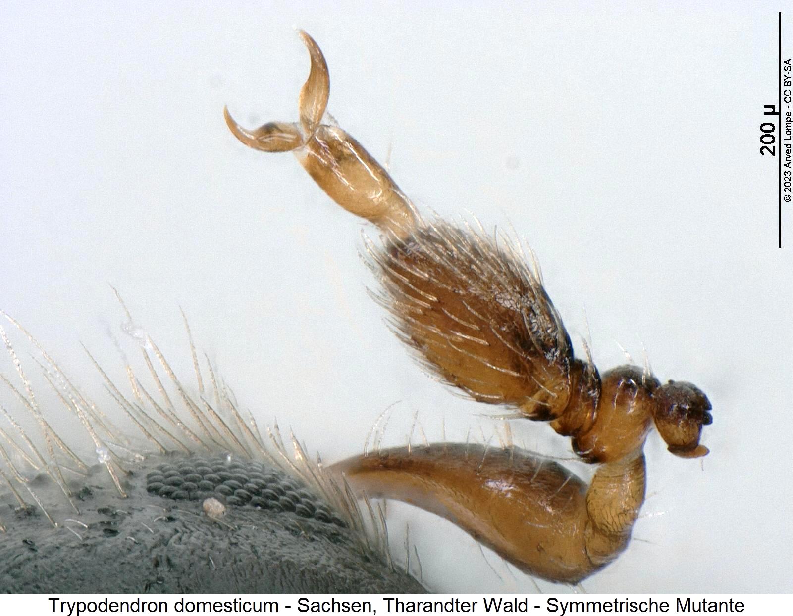 trypodendron_domesticum_mutante_f.jpg