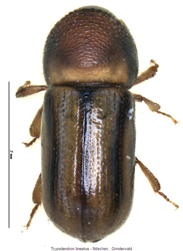 trypodendron_lineatus_hab.jpg
