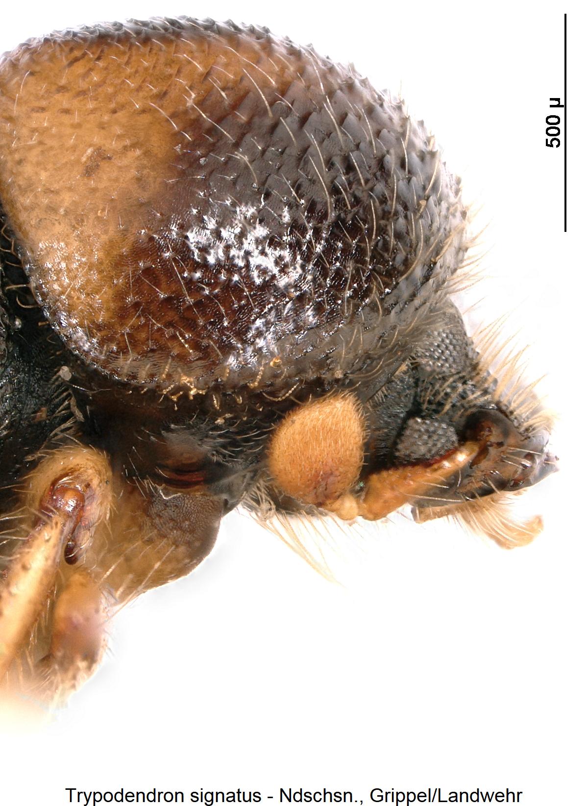 trypodendron_signatus_k.jpg