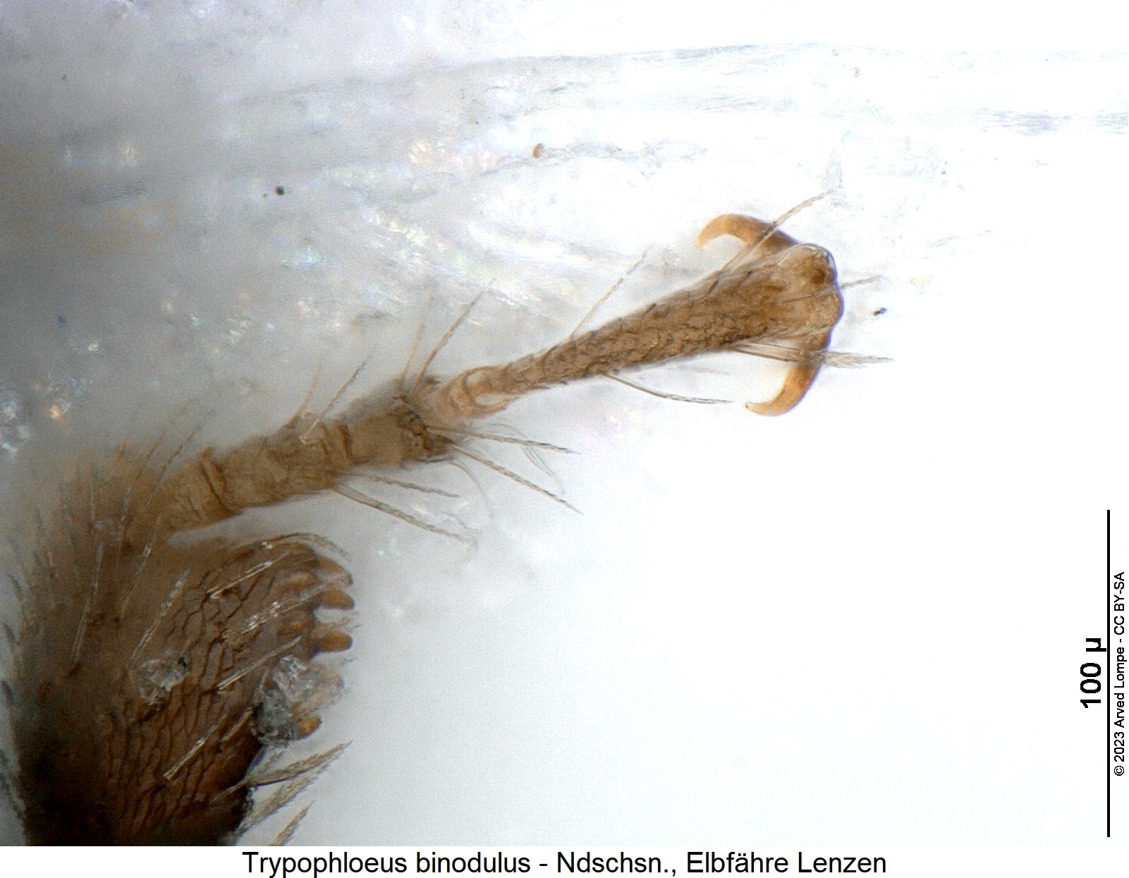 trypophloeus_binodulus_vtr.jpg
