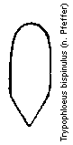 trypophloeus_bispinulus_schuppen.gif