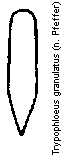 trypophloeus_granulatus_schuppen.gif