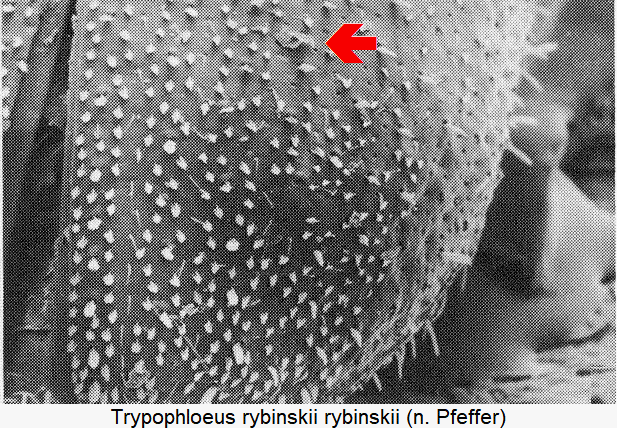 trypophloeus_rybinskii_int.gif