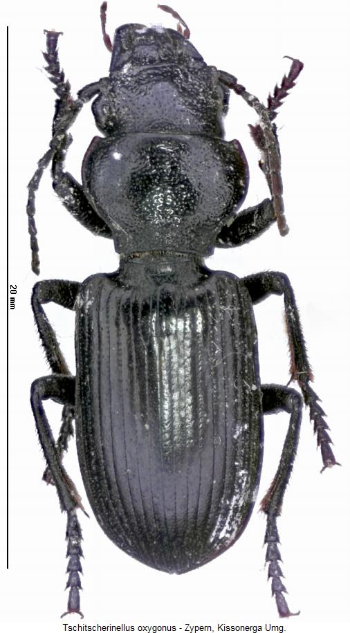 tschitscherinellus_oxygonus_hab2.jpg