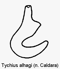 tychius_alhagi_sperm.gif