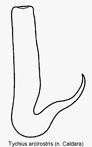 tychius_arcirostris_sperm.gif