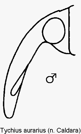 tychius_aurarius_k.gif