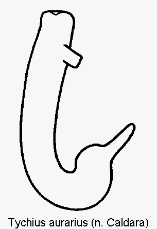 tychius_aurarius_sperm.gif