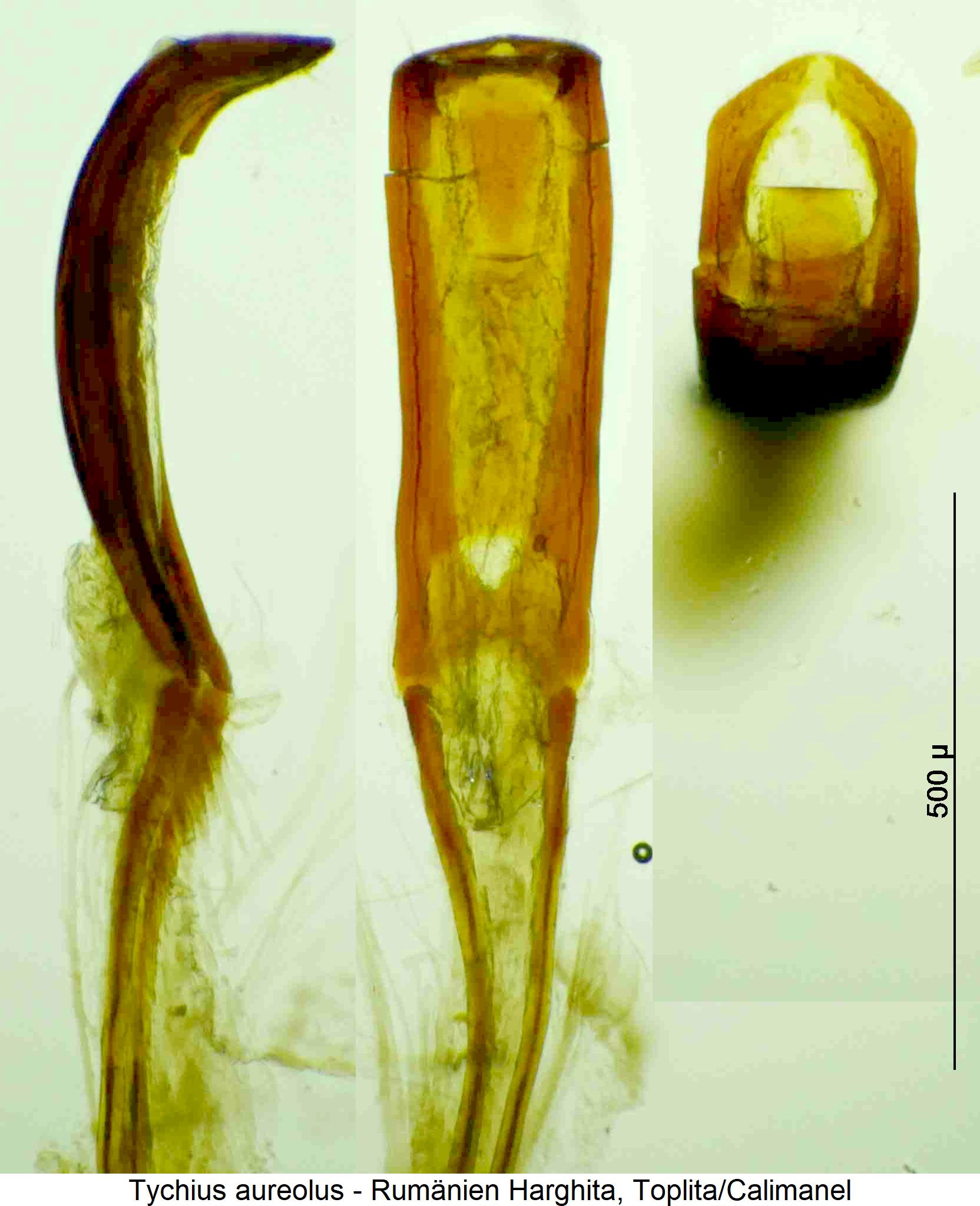 tychius_aureolus.jpg