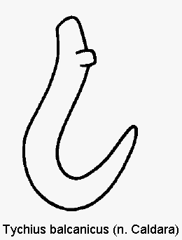 tychius_balcanicus_sperm.gif