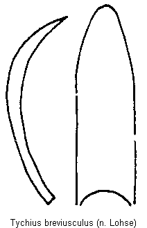 tychius_breviusculus.gif