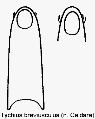 tychius_breviusculus1.gif