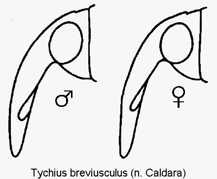 tychius_breviusculus_k.gif