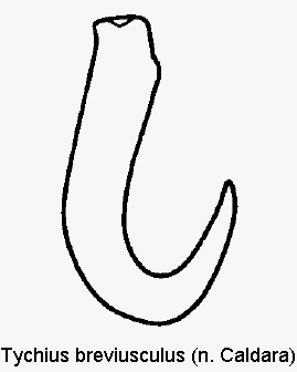 tychius_breviusculus_sperm.gif
