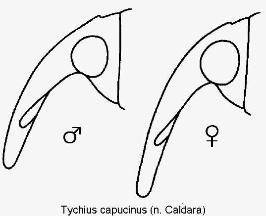 tychius_capucinus_k.gif