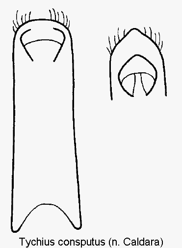 tychius_consputus.gif