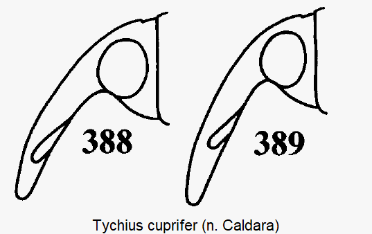 tychius_cuprifer_k.gif