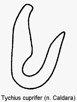 tychius_cuprifer_sperm.gif