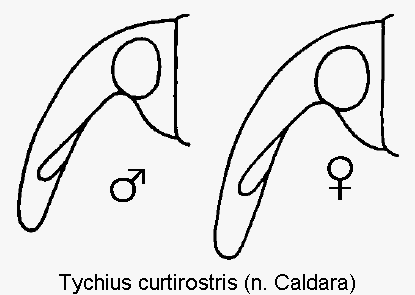 tychius_curtirostris_k.gif