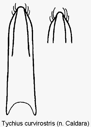 tychius_curvirostris.gif