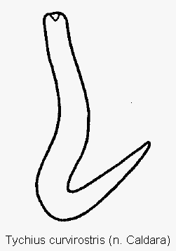 tychius_curvirostris_sperm.gif