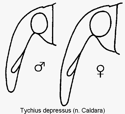 tychius_depressus_k.gif