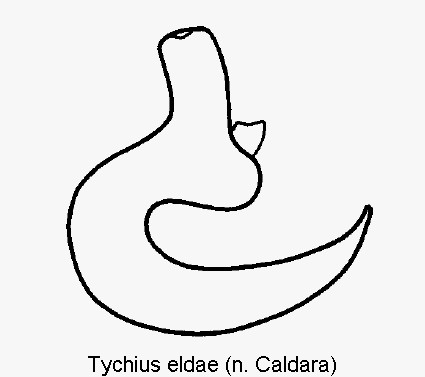 tychius_eldae_sperm.gif