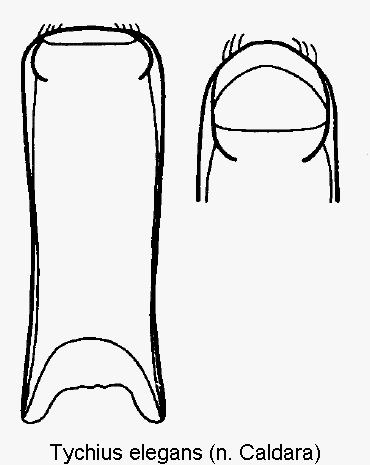 tychius_elegans.gif