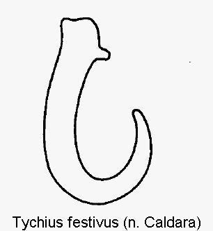 tychius_festivus_sperm.gif