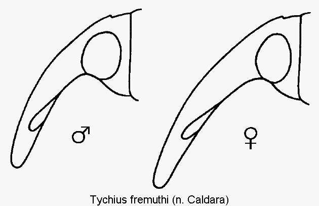 tychius_fremuthi_k.gif
