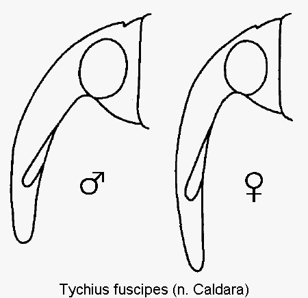 tychius_fuscipes_k.gif