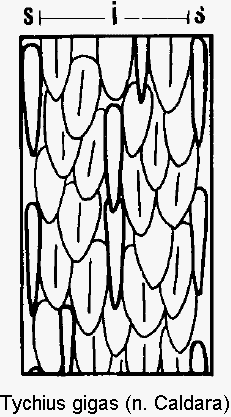 tychius_gigas_int.gif