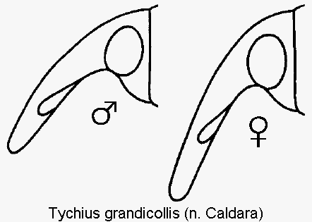 tychius_grandicollis_k.gif