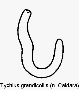 tychius_grandicollis_sperm.gif