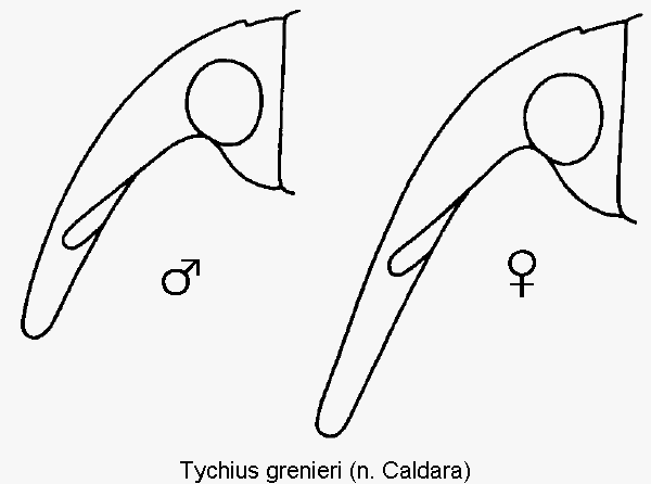 tychius_grenieri_k.gif