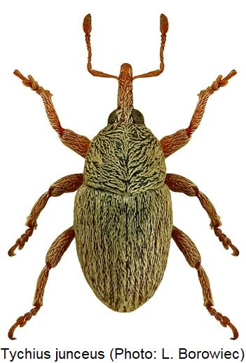 tychius_junceus_hab.jpg