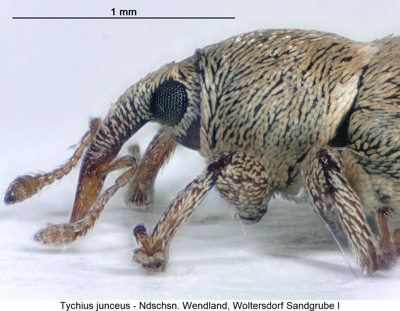 tychius_junceus_sa.jpg